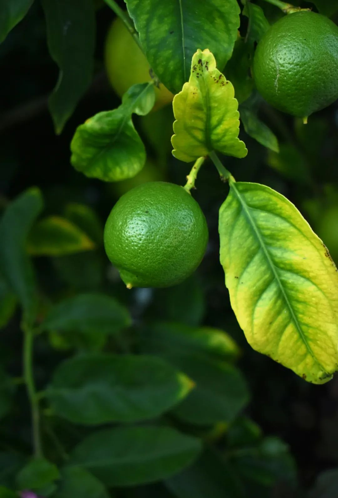 柠檬苹果版下载手机版(柠檬苹果版下载手机版app)-第2张图片-QuickQ官网