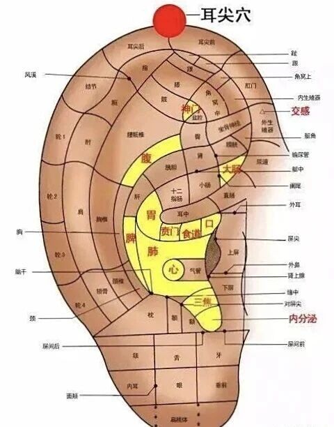 耳部经络全图手机版(耳的经络图解 分布图)-第3张图片-QuickQ官网